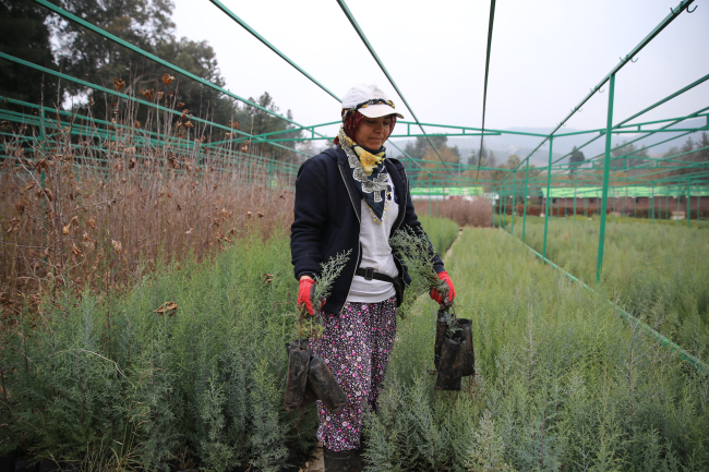 Hatay'da yangınlardan etkilenen ormanlık alanlar yeşerdi