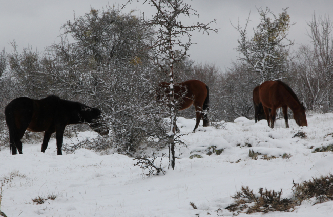 Beypazarı'nda yılkı atları görüntülendi