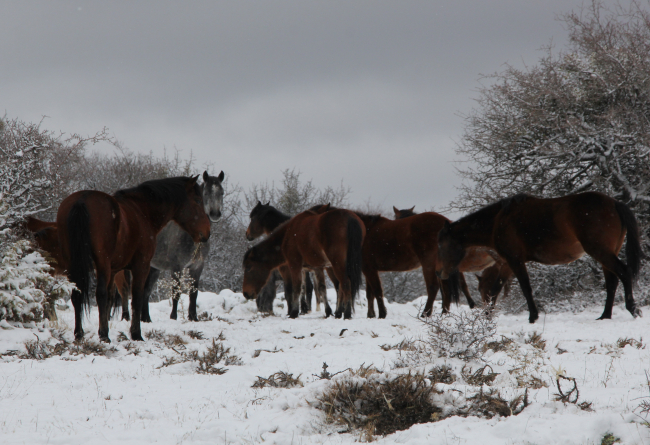 Beypazarı'nda yılkı atları görüntülendi
