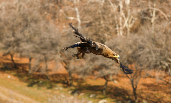 Tedavi edilen yaban hayvanları doğaya salındı