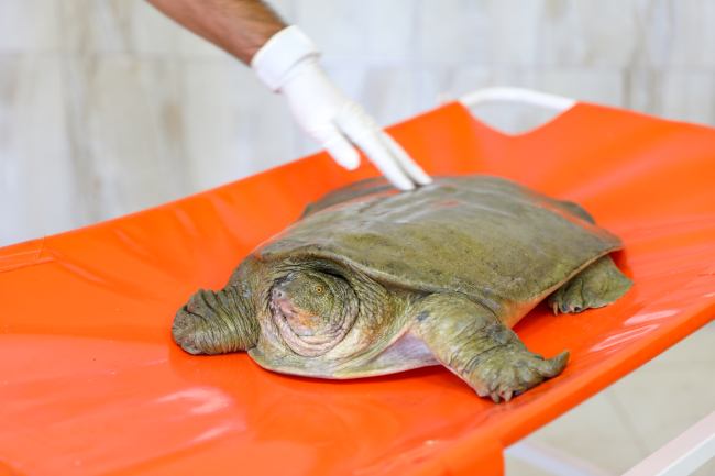 Tedavi edilen yaban hayvanları doğaya salındı