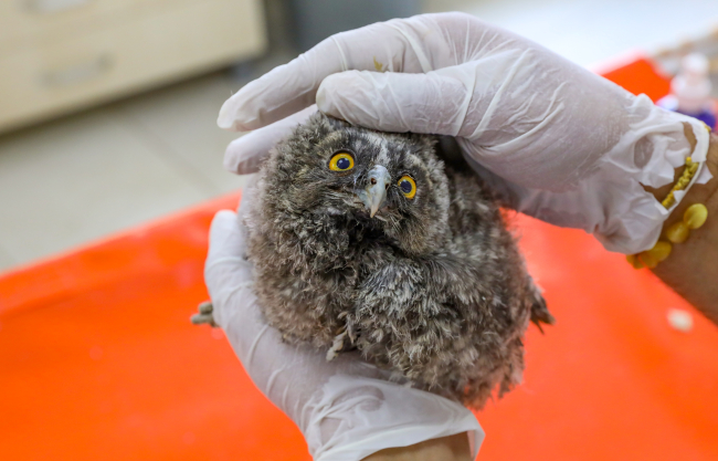 Tedavi edilen yaban hayvanları doğaya salındı