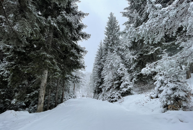 Artvin'de kar yağışı