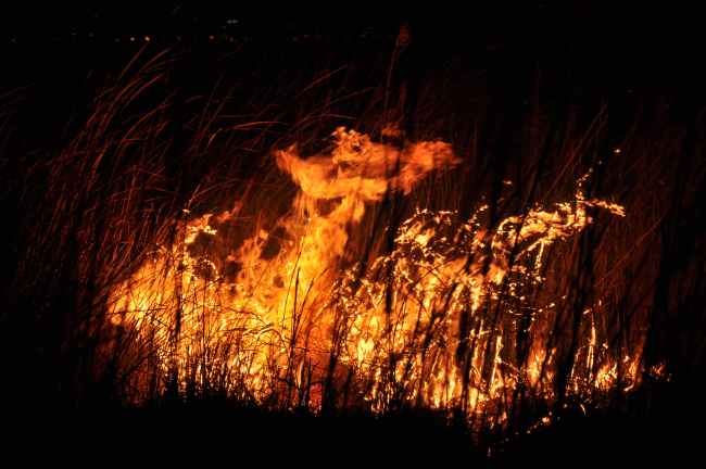 Göksu Deltası'nda yangın: Müdahale sürüyor
