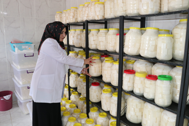 Yozgat'ta kooperatif kuran kadınlar köylülerden topladıkları sütle çömlek peyniri yapıyor