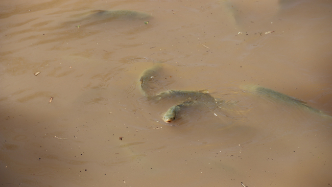 Balıklıgöl'deki balıklar yeniden görülür hale geldi
