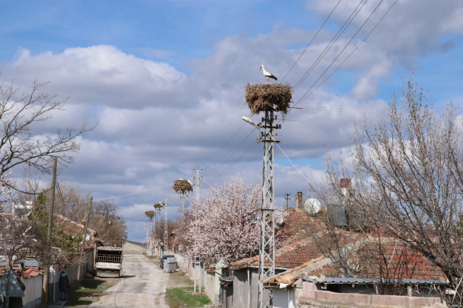 Yozgat'ta bahar mevsimiyle leylekler yuvalarına döndü