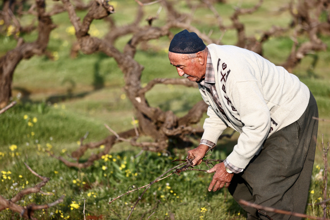 Depremzede çiftçiler bahçelerinin bakımı için Hatay'a dönüyor