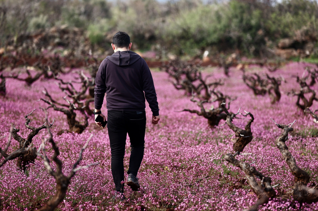 Depremzede çiftçiler bahçelerinin bakımı için Hatay'a dönüyor