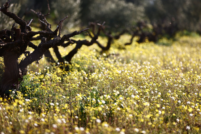 Depremzede çiftçiler bahçelerinin bakımı için Hatay'a dönüyor