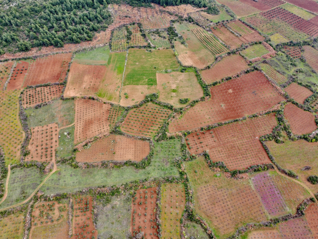 Depremzede çiftçiler bahçelerinin bakımı için Hatay'a dönüyor