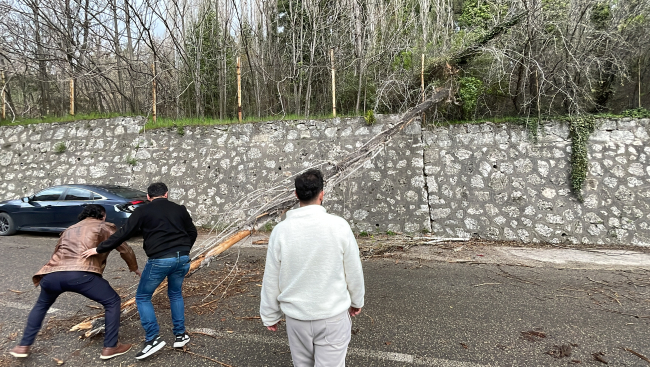 Karabük'te kuvvetli rüzgar: Devrilen ağaç araçlara zarar verdi