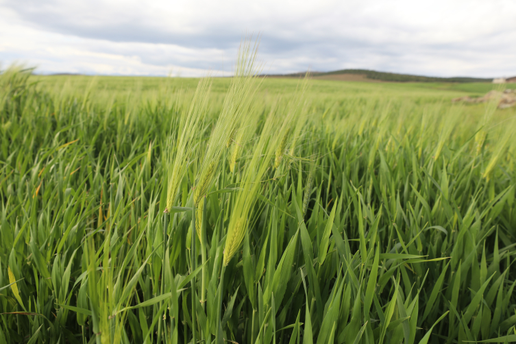 Yağışlar depremzede çiftçilere can suyu oldu