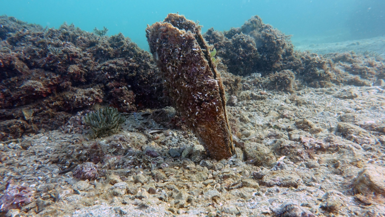 Marmara'da deniz suyunu temizleyen pinalarla ilgili farkındalık projesi başlatıldı