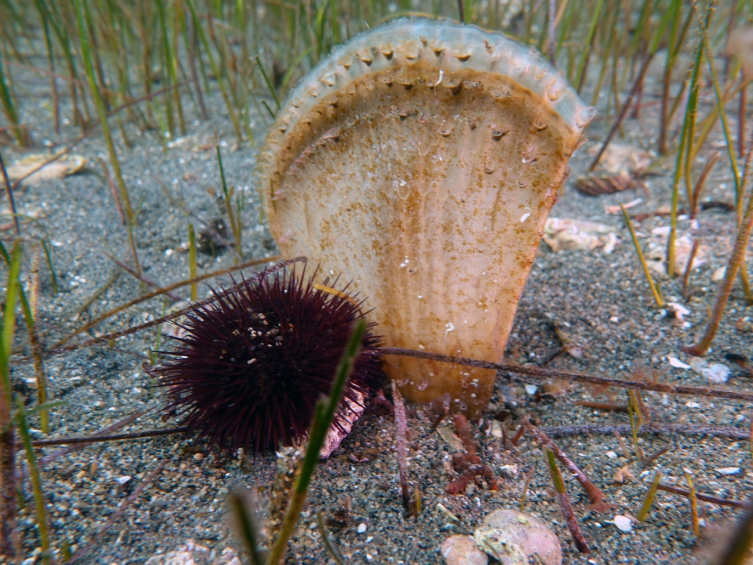 Marmara'da deniz suyunu temizleyen pinalarla ilgili farkındalık projesi başlatıldı