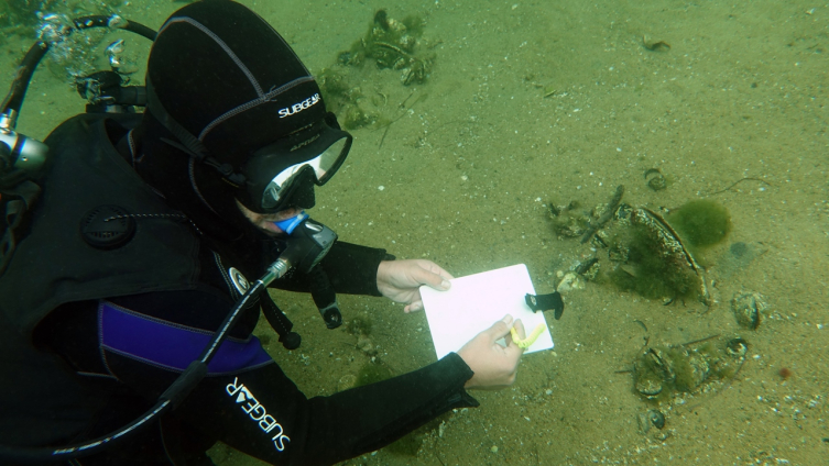 Marmara'da deniz suyunu temizleyen pinalarla ilgili farkındalık projesi başlatıldı