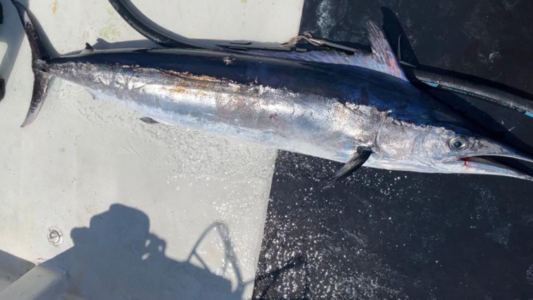 Gökçeadalı balıkçı 2 metrelik merlin balığı avladı