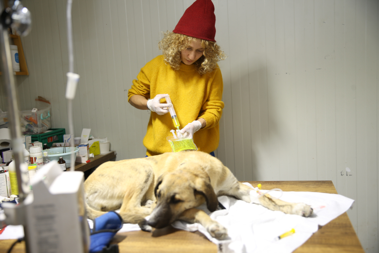 Enkazdan çıkarılan veteriner gönüllü olarak hayvanları tedavi ediyor