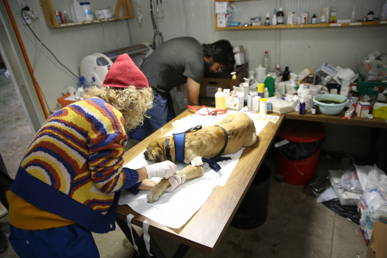 Enkazdan çıkarılan veteriner gönüllü olarak hayvanları tedavi ediyor