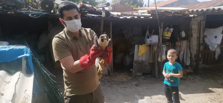 Yaralı halde bulunan gökdoğan tedavi altına alındı