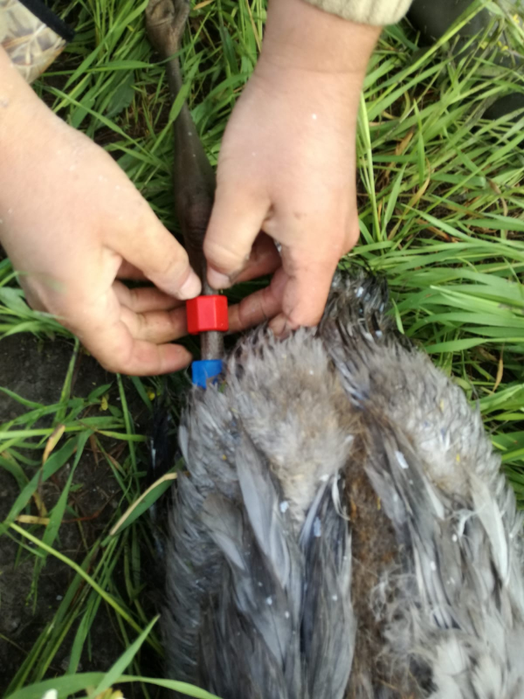 Kuş türlerine yönelik 4 koldan koruma seferberliği