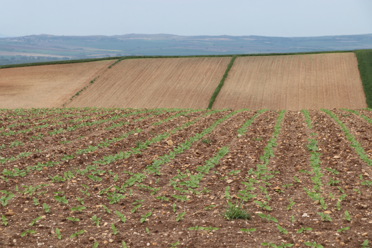 Türkiye'de üretilen ayçiçeğinin yaklaşık yüzde 43'ü Trakya'da ekiliyor