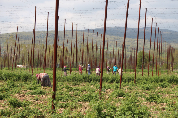 Bilecik'te şerbetçi otu üretilen arazilerde iplik sarma işlemi başladı