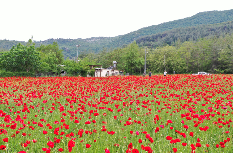 Kahramanmaraş baharın renklerine büründü