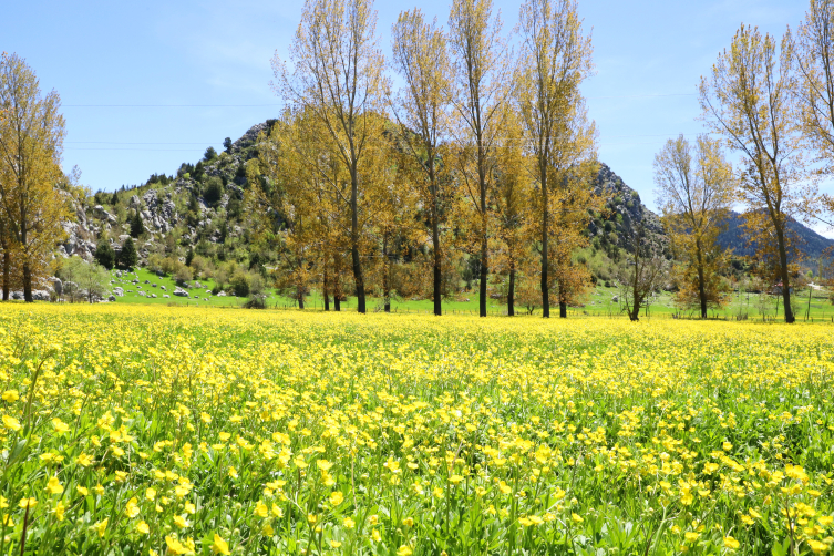 Kahramanmaraş baharın renklerine büründü