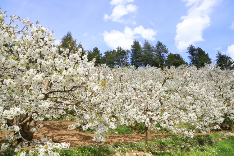 Kahramanmaraş baharın renklerine büründü