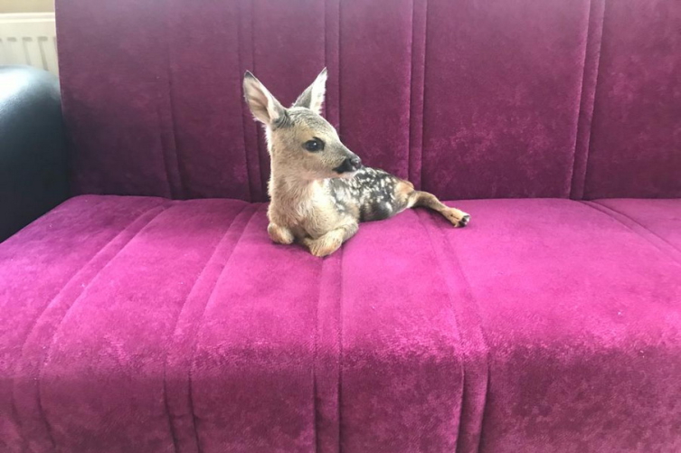 Bolu'da bulunan yavru karaca koruma altına alındı