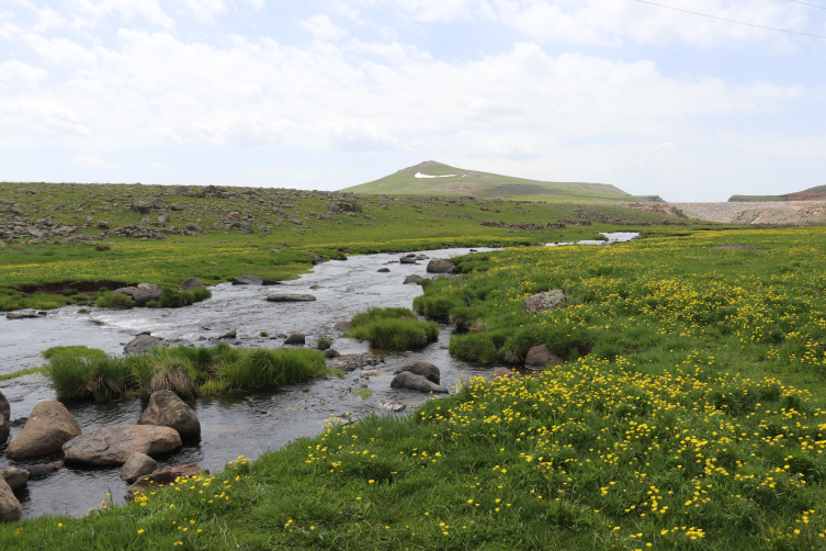 Ağrı'nın Sinek Yaylası'nda baharın renkleri kendini gösterdi