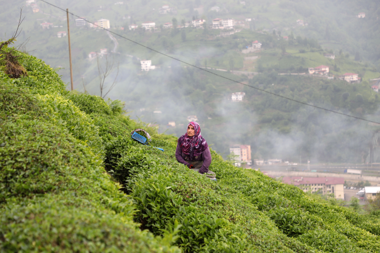 Depremzedeler için yapılacak "Çay Sokağı" konutlarına çay üreticilerinden destek