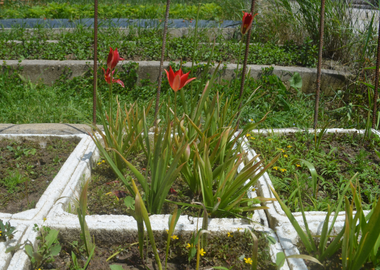 Merzifon'un endemik bitki türü 'yitik lale' çiçek açtı