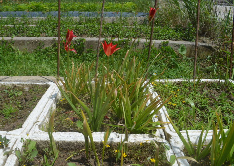 Merzifon'un endemik bitki türü 'yitik lale' çiçek açtı