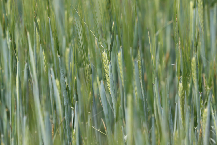 Spring rains made the farmer smile