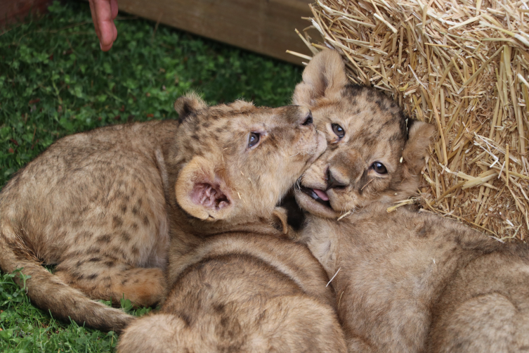 Cumhurbaşkanı Erdoğan'a hediye edilen aslanların dört yavrusu oldu
