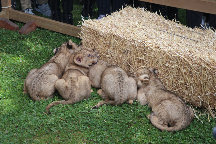 Cumhurbaşkanı Erdoğan'a hediye edilen aslanların dört yavrusu oldu