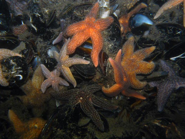 105 invasive marine species threaten ecosystem