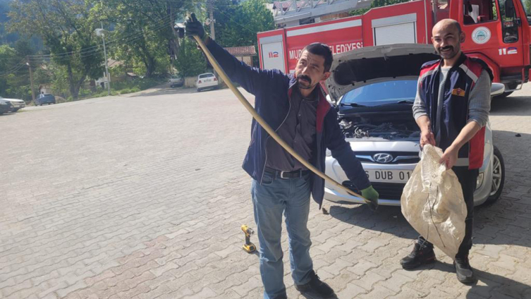 Otomobilin motor kısmından yılan çıktı