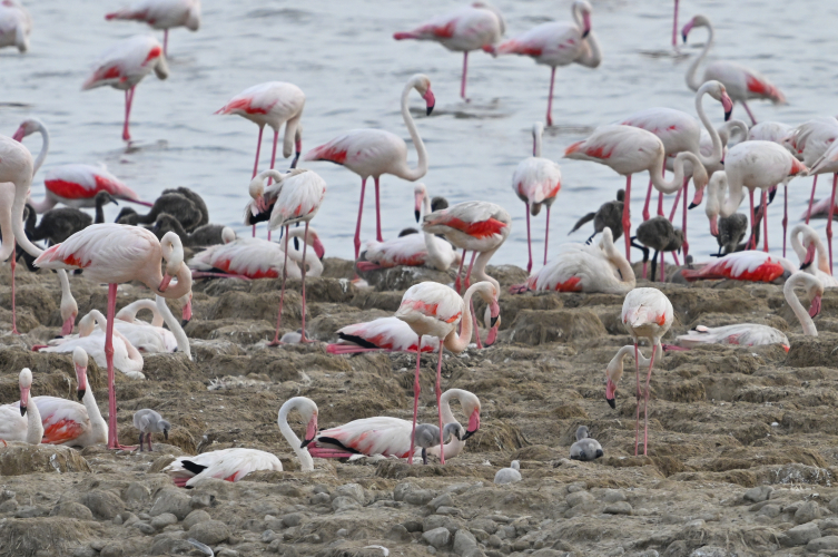 18 bin flamingo yumurtadan çıktı