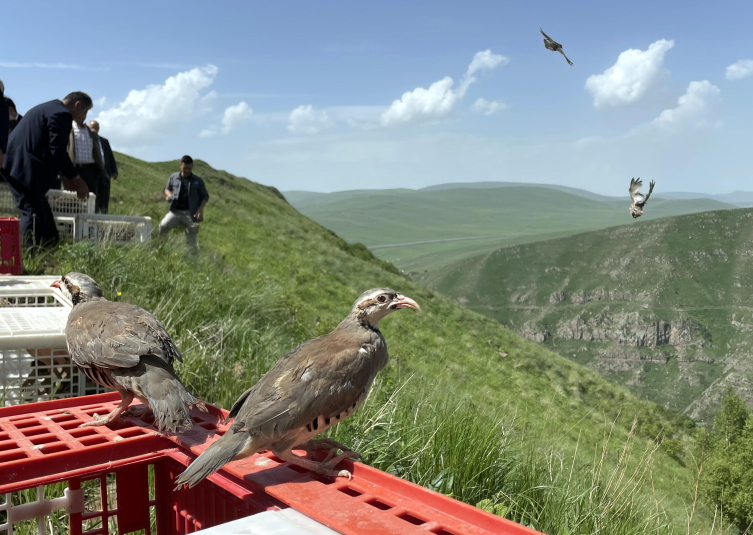 Ardahan'da 600 kınalı keklik doğaya bırakıldı