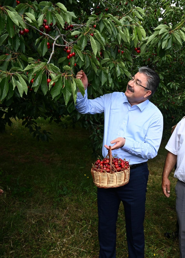 Osmaniye’de kiraz hasadı yapıldı