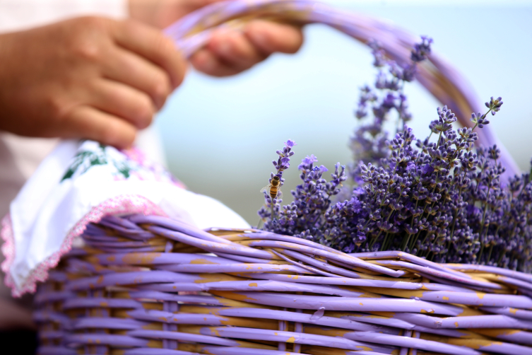 Kırklareli'nde lavanta tarlaları turizme hazır
