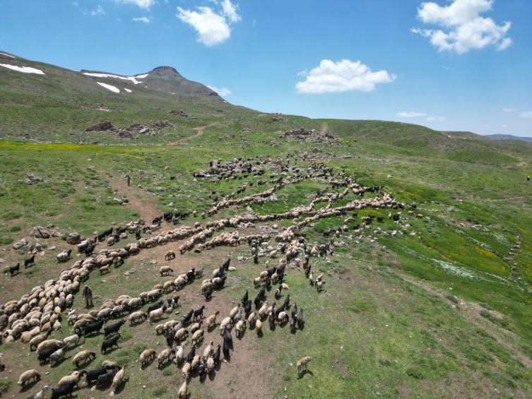 Yüksek yaylalardaki hayvanları aşılamak için karlı yolları aşıyorlar