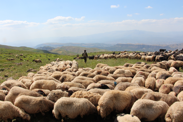 Yüksek yaylalardaki hayvanları aşılamak için karlı yolları aşıyorlar
