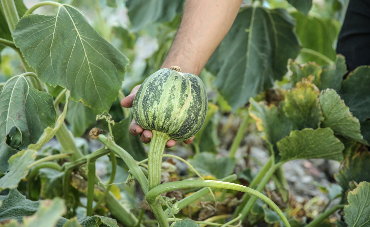 Kahramanmaraş'taki çarşı, kuruyemişçinin enkazındaki ürünlerle yeşerdi