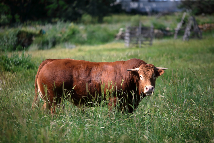 1,6 tonluk kurbanlık "Eryaman" alıcısını bekliyor