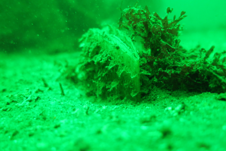 Nesli tükenmekte olan 'dev midye' Marmara'da çoğalıyor