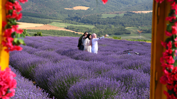 Tekirdağ'da mor tarlalar bayramda ziyaretçi çekiyor